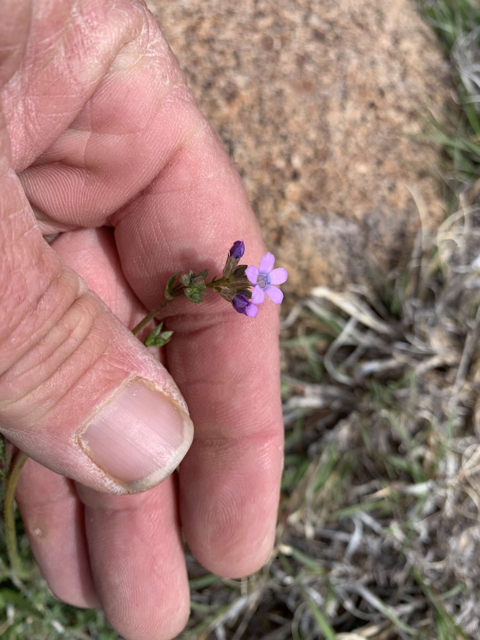 Image of El Paso gilia