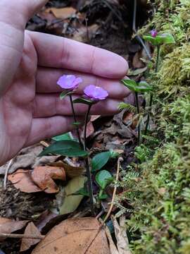 Image de Tradescantia poelliae D. R. Hunt