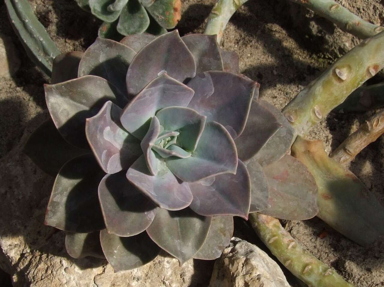 Image of hens and chicks