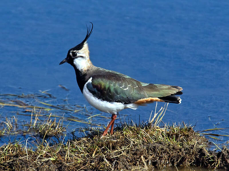 Image of Lapwing