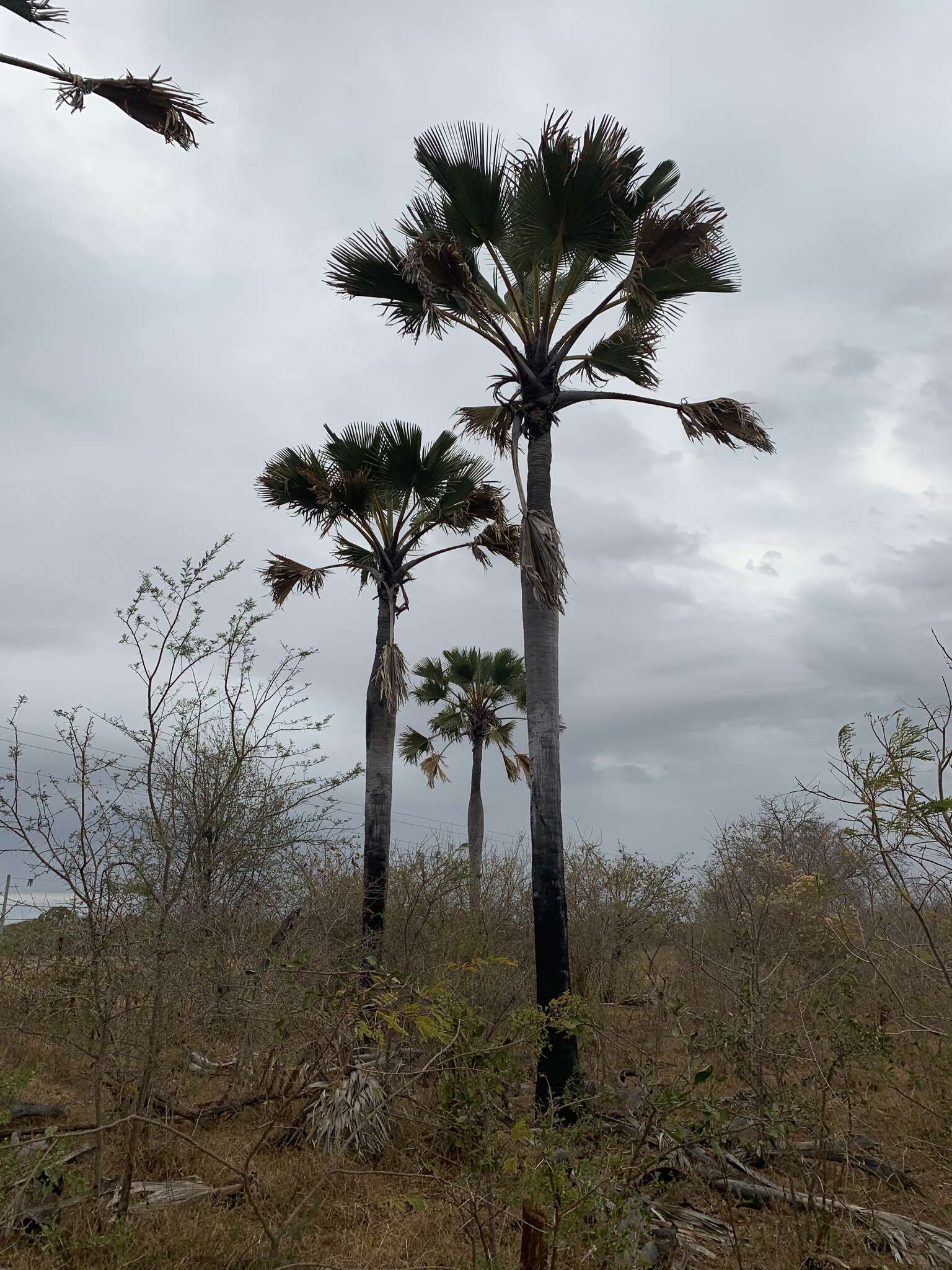 Image of palmyra palm