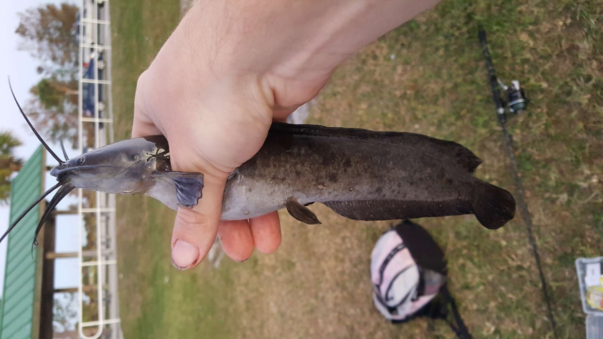 Image of Walking catfish