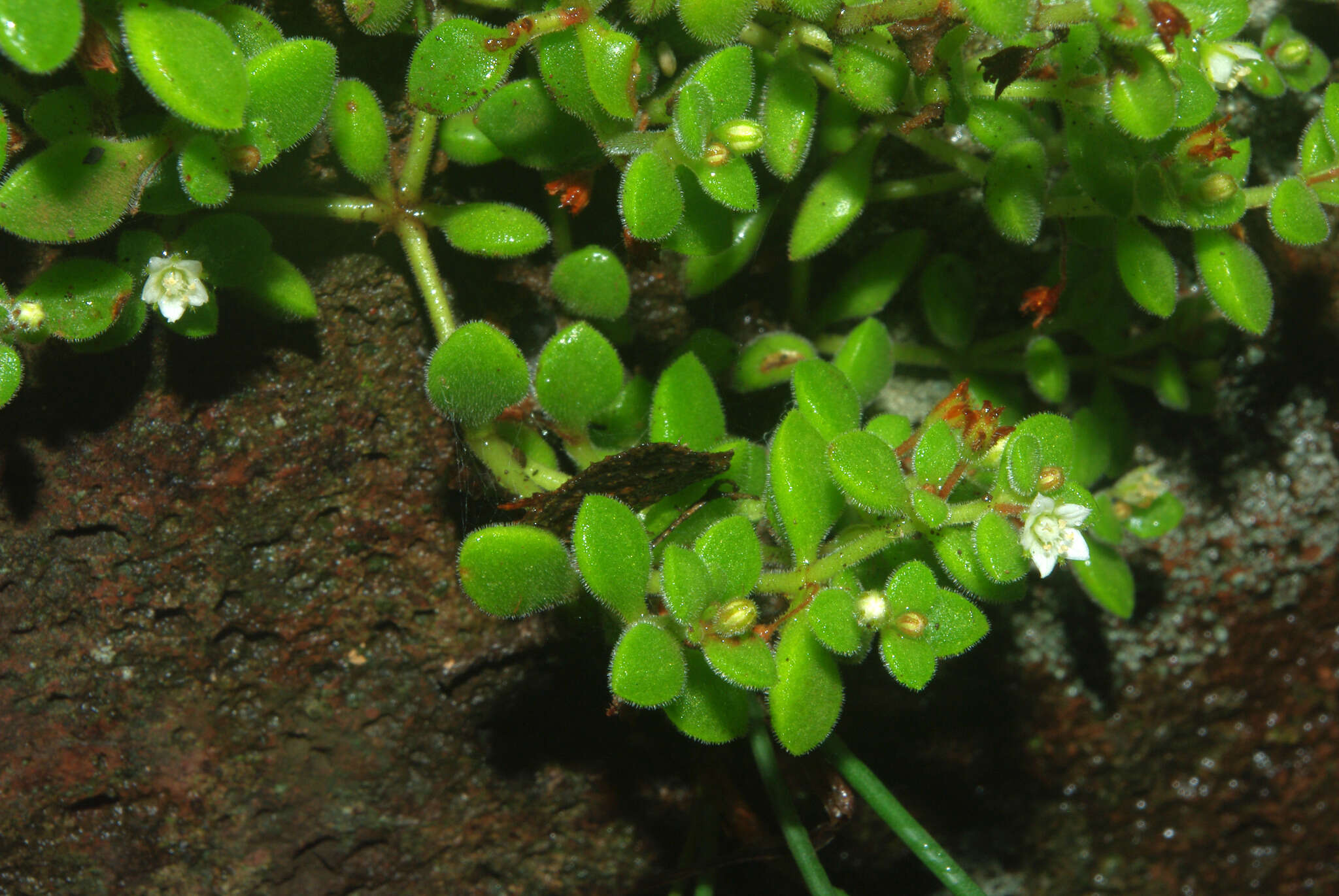 Image of Crassula expansa subsp. fragilis (Bak.) Tölken