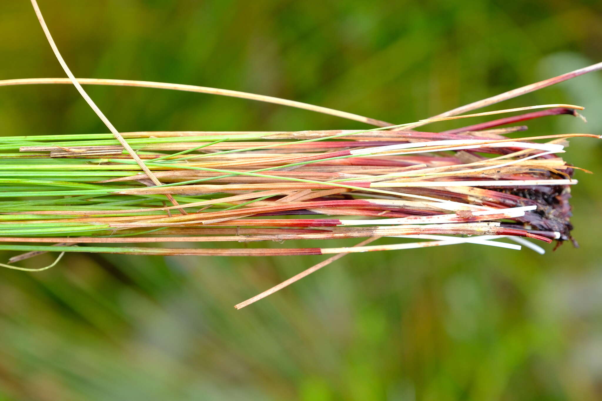 Слика од Epischoenus quadrangularis (Boeckeler) C. B. Clarke