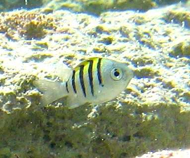 Image of Damsel Fish