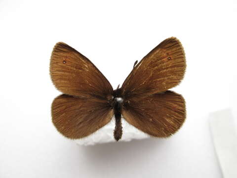 Image of Bright-eyed Ringlet