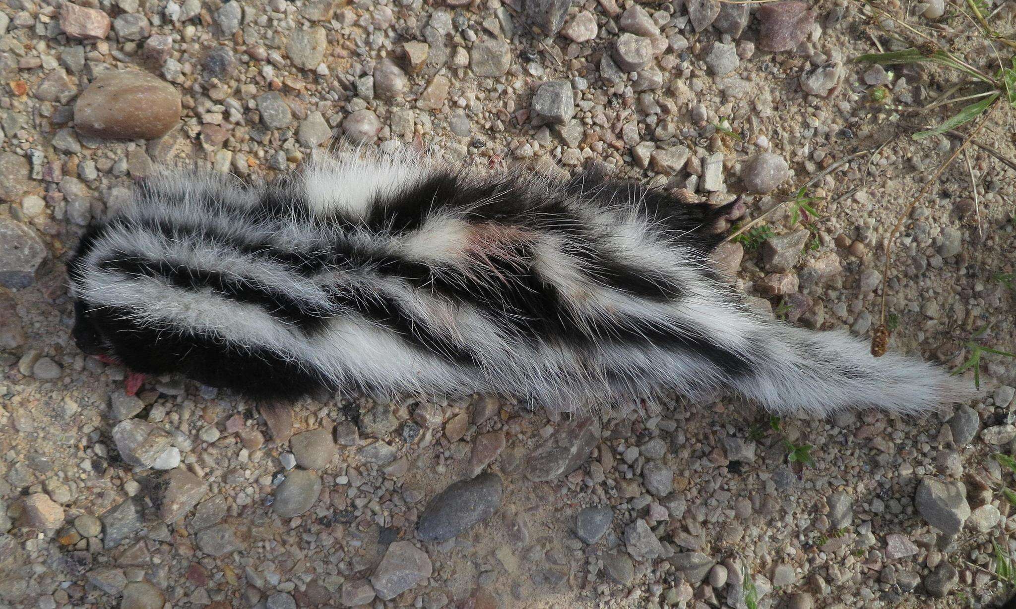 Ictonyx striatus striatus (Perry 1810) resmi