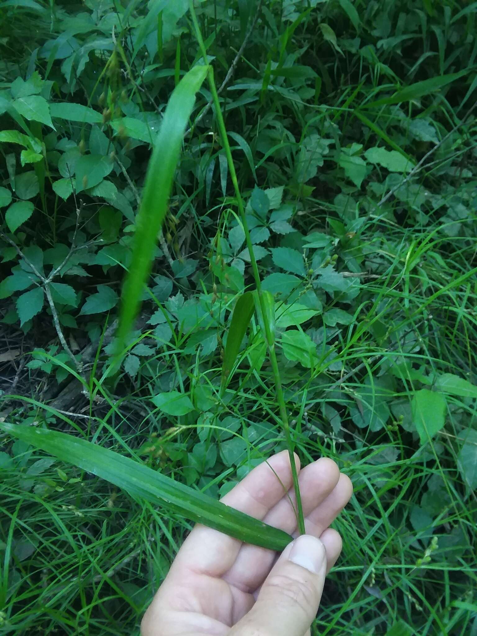 Image of Spreading Bulrush