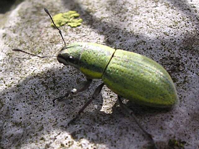 Image of Phyllobius (Subphyllobius) virideaeris (Laicharting 1781)