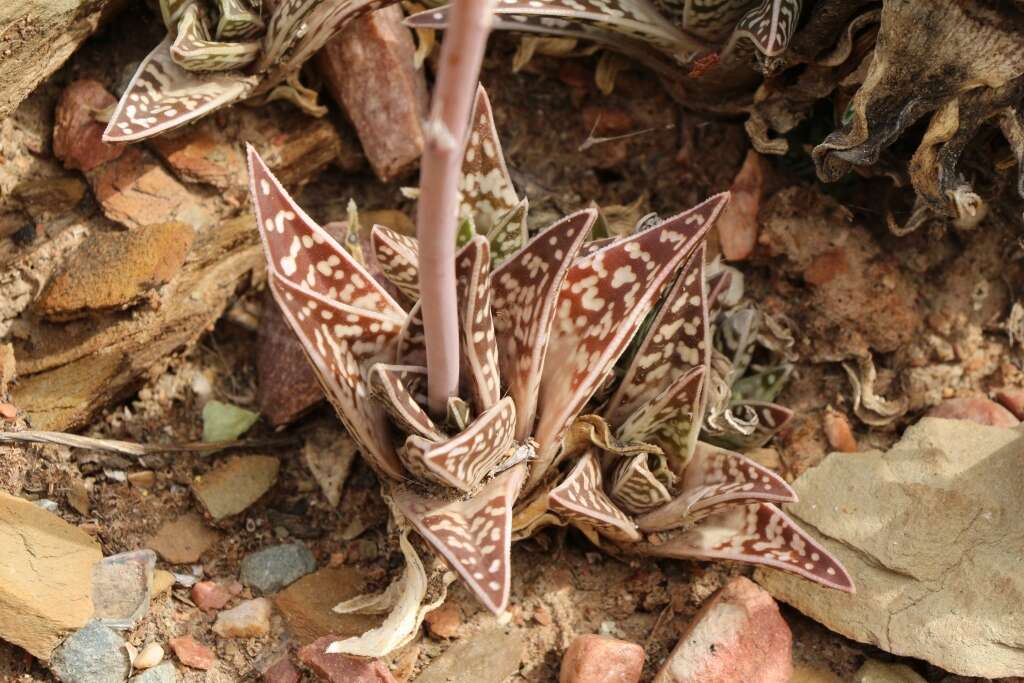 Sivun Gonialoe variegata (L.) Boatwr. & J. C. Manning kuva