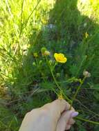 Image of Multi-flowered Buttercup