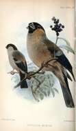 Image of Azores Bullfinch