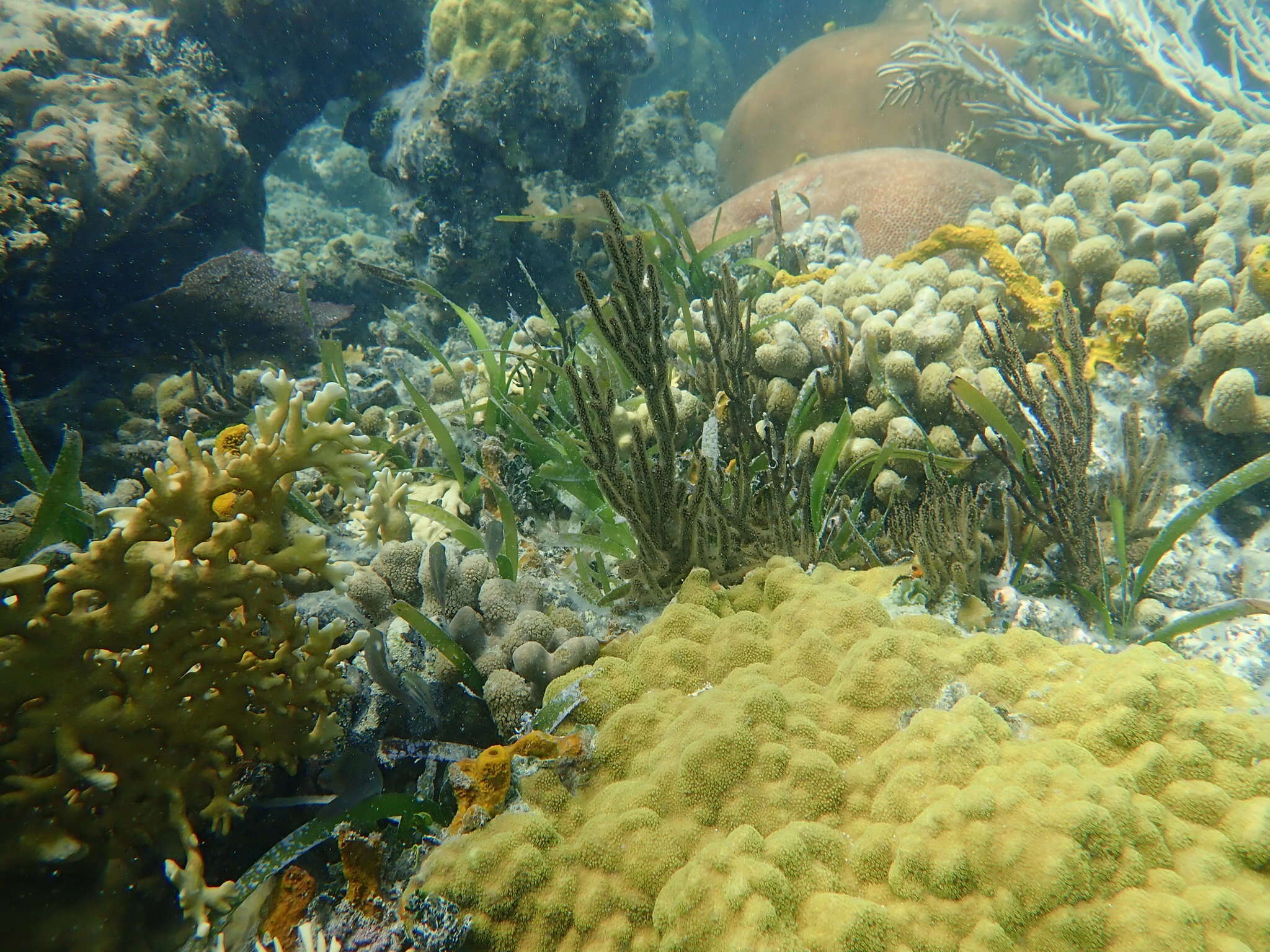 Image of Mustard Hill Coral