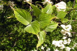 Image of flowering dogwood