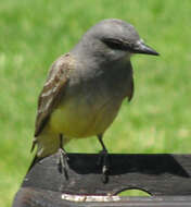 Image of Cassin's Kingbird