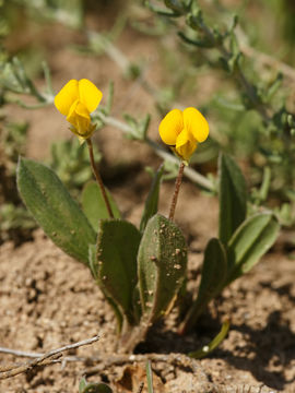 Image of prickly scorpion's-tail