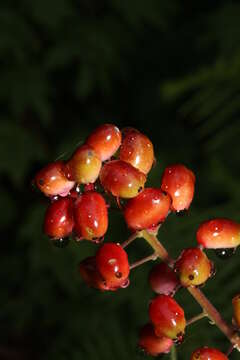 Imagem de Actaea rubra (Ait.) Willd.