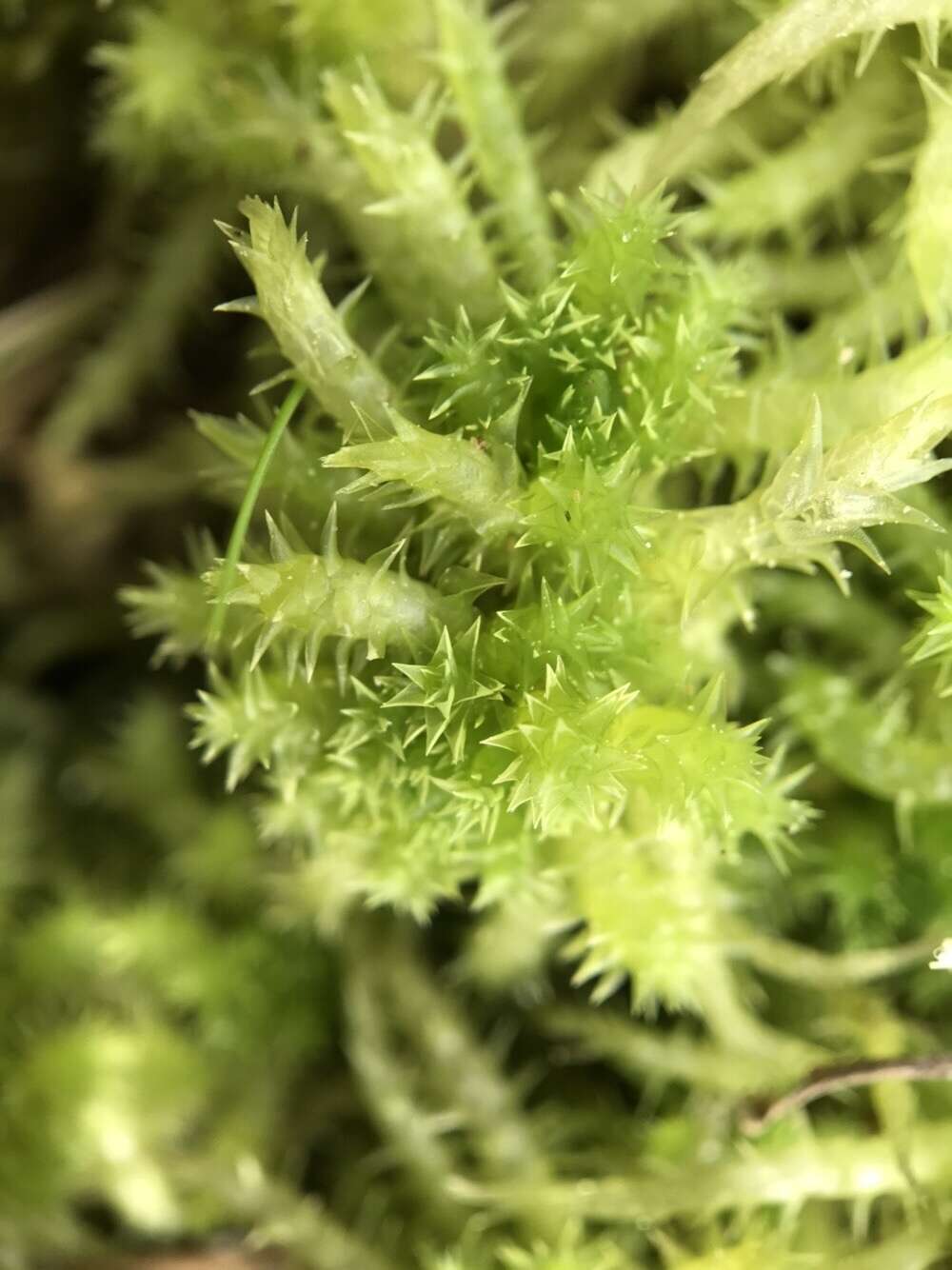 Image of sphagnum