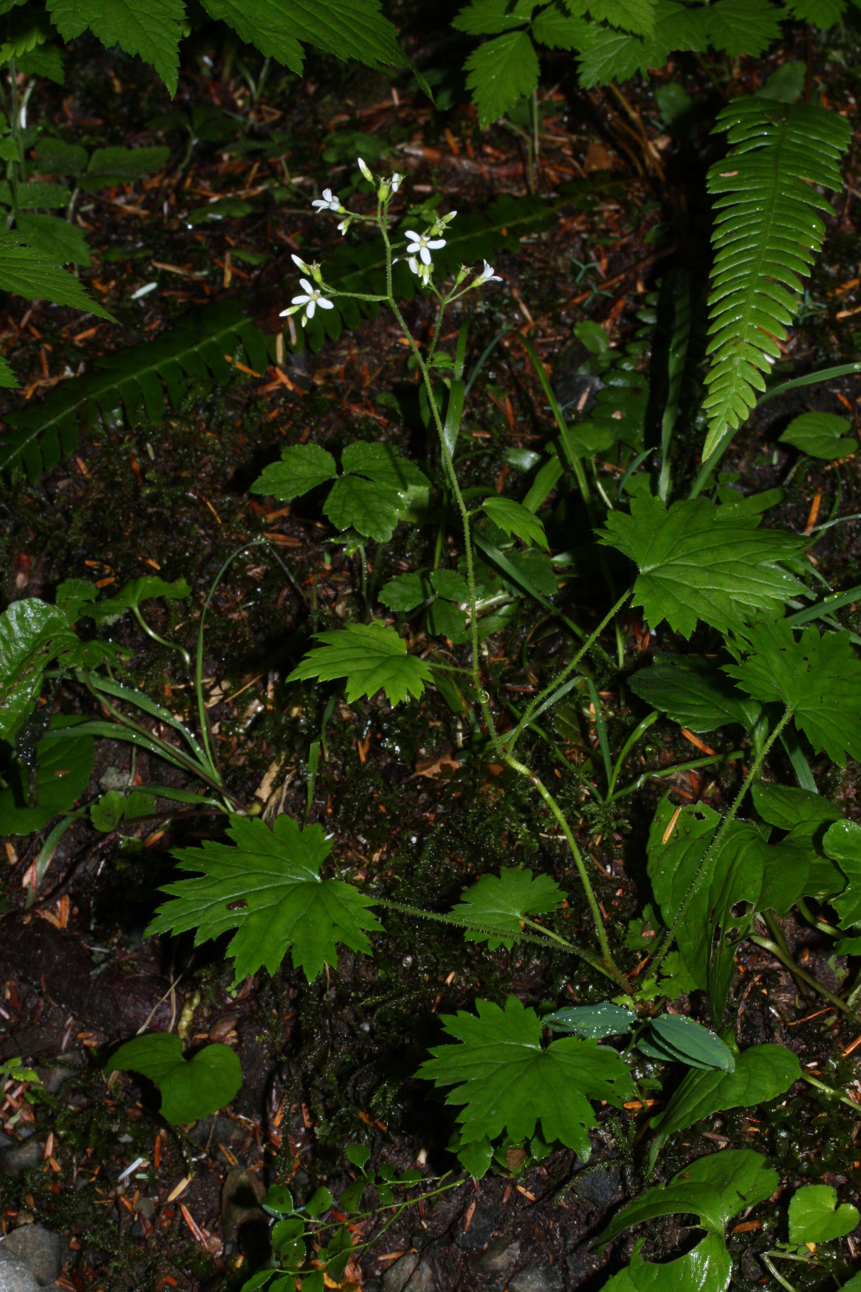 Image of coastal brookfoam