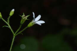 Image of coastal brookfoam