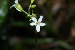 Image of coastal brookfoam