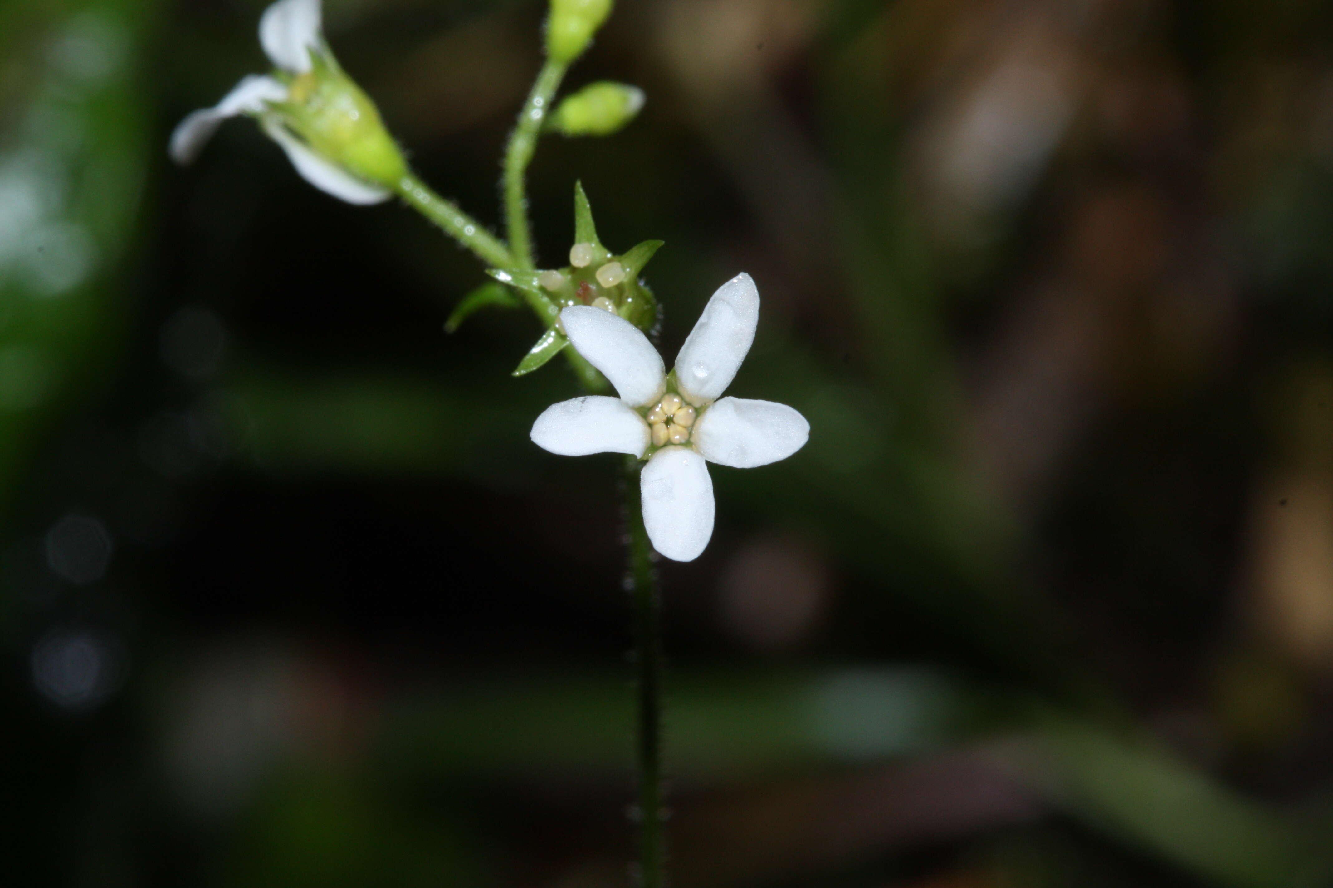 Image of coastal brookfoam