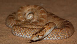 Image of Crowned Leafnose Snake
