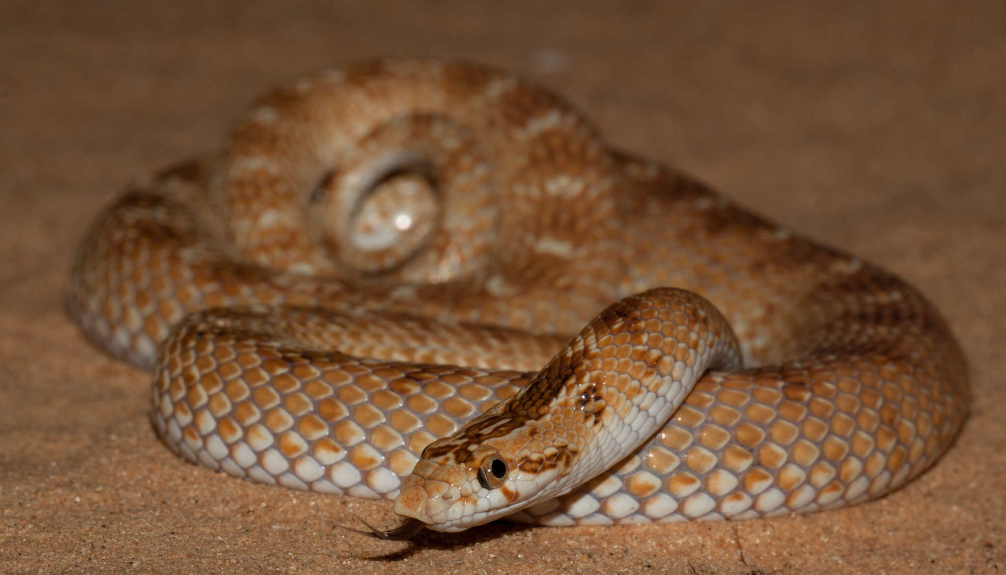 Image of Crowned Leafnose Snake