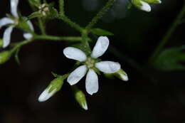 Image of coastal brookfoam