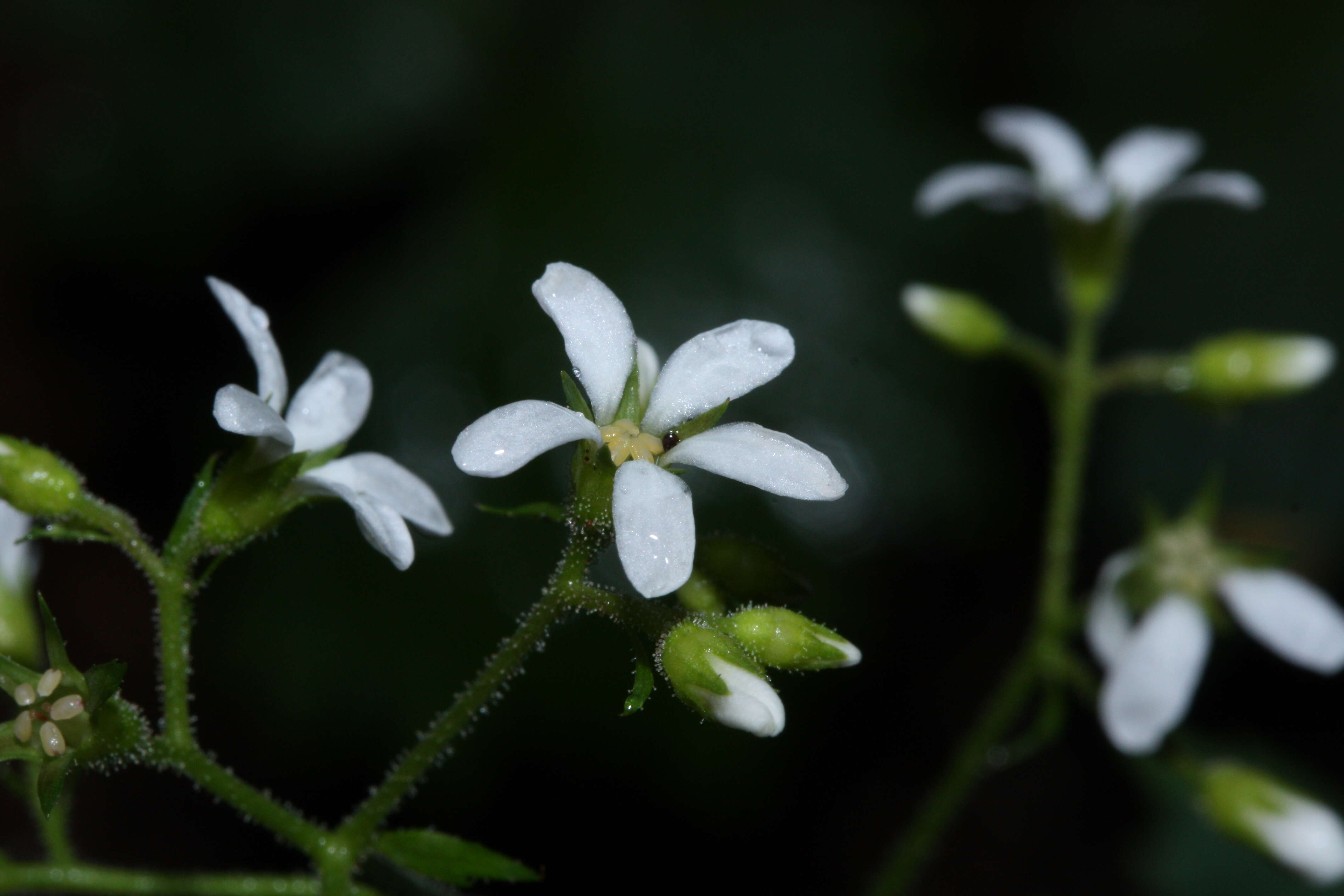 Image of coastal brookfoam