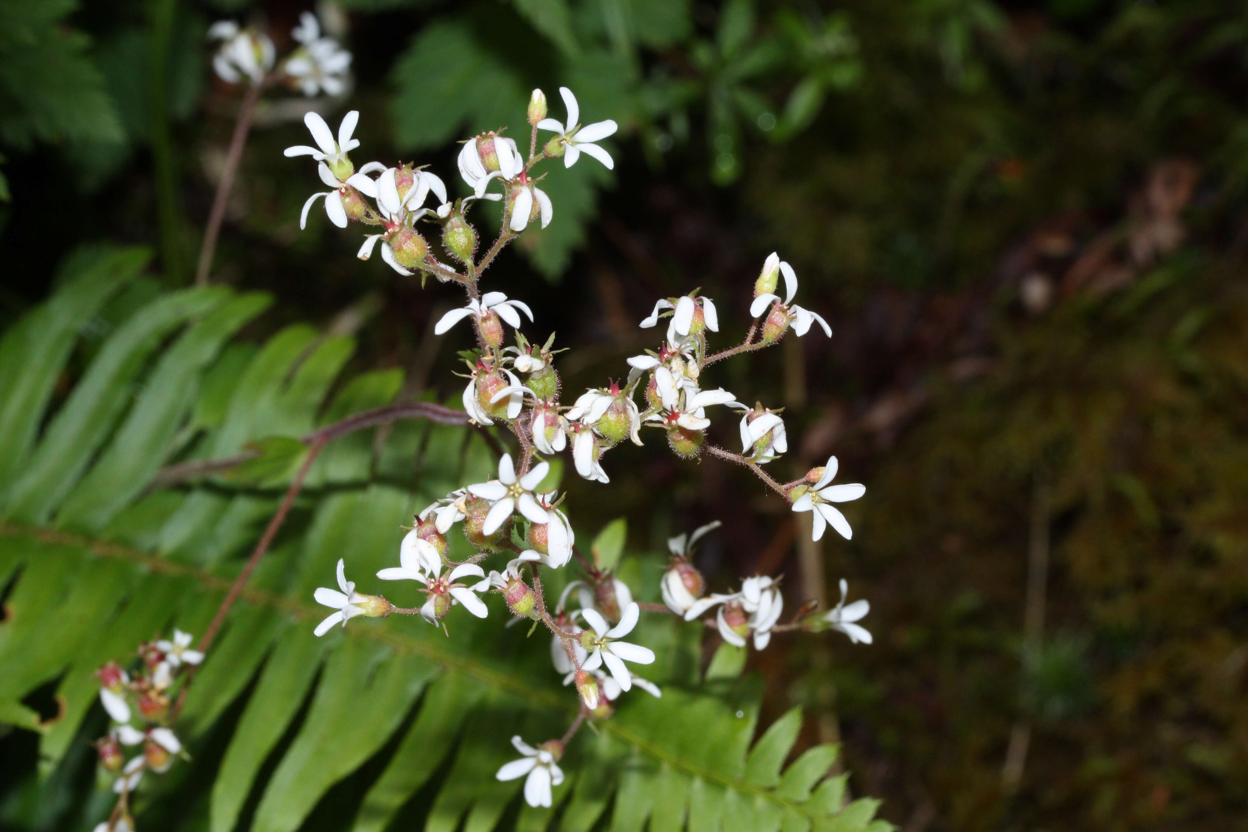 Image of coastal brookfoam