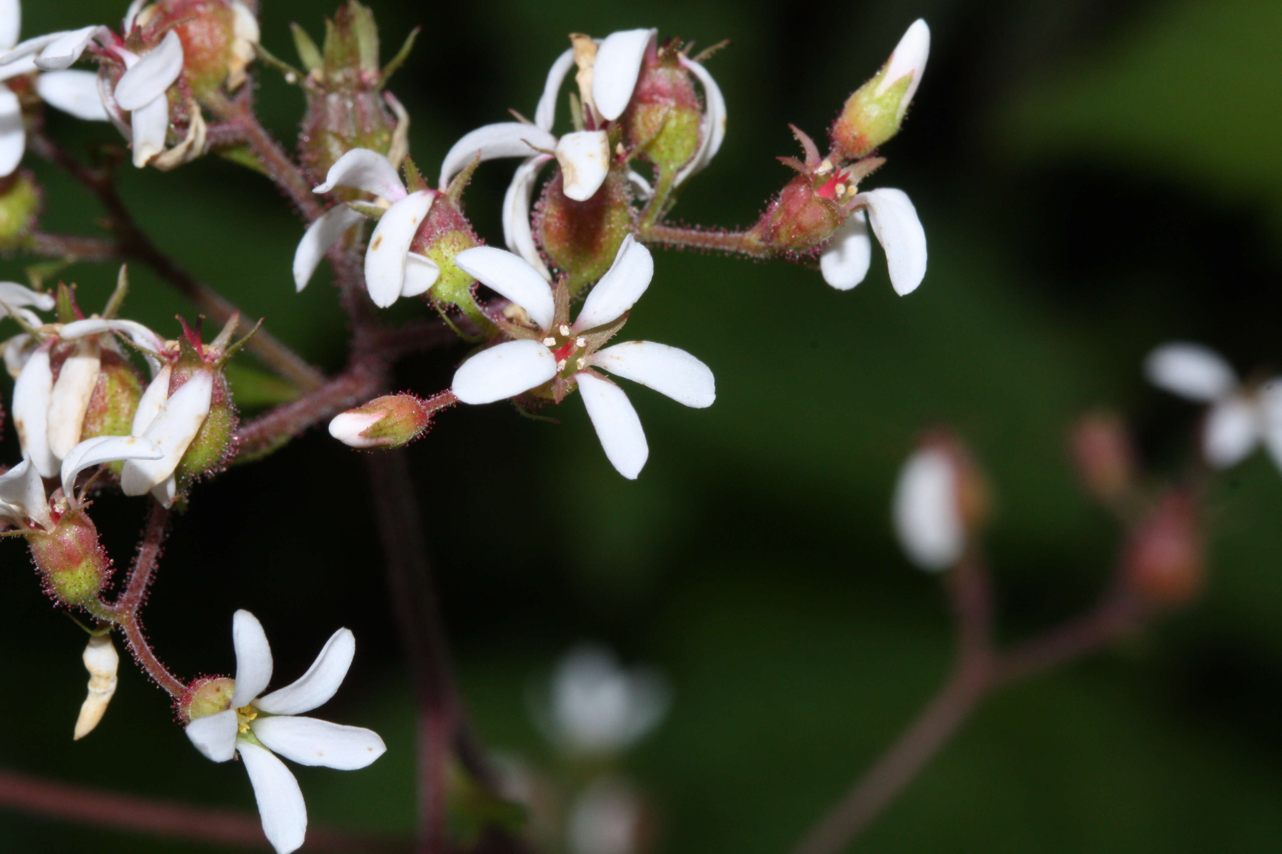 Image of coastal brookfoam