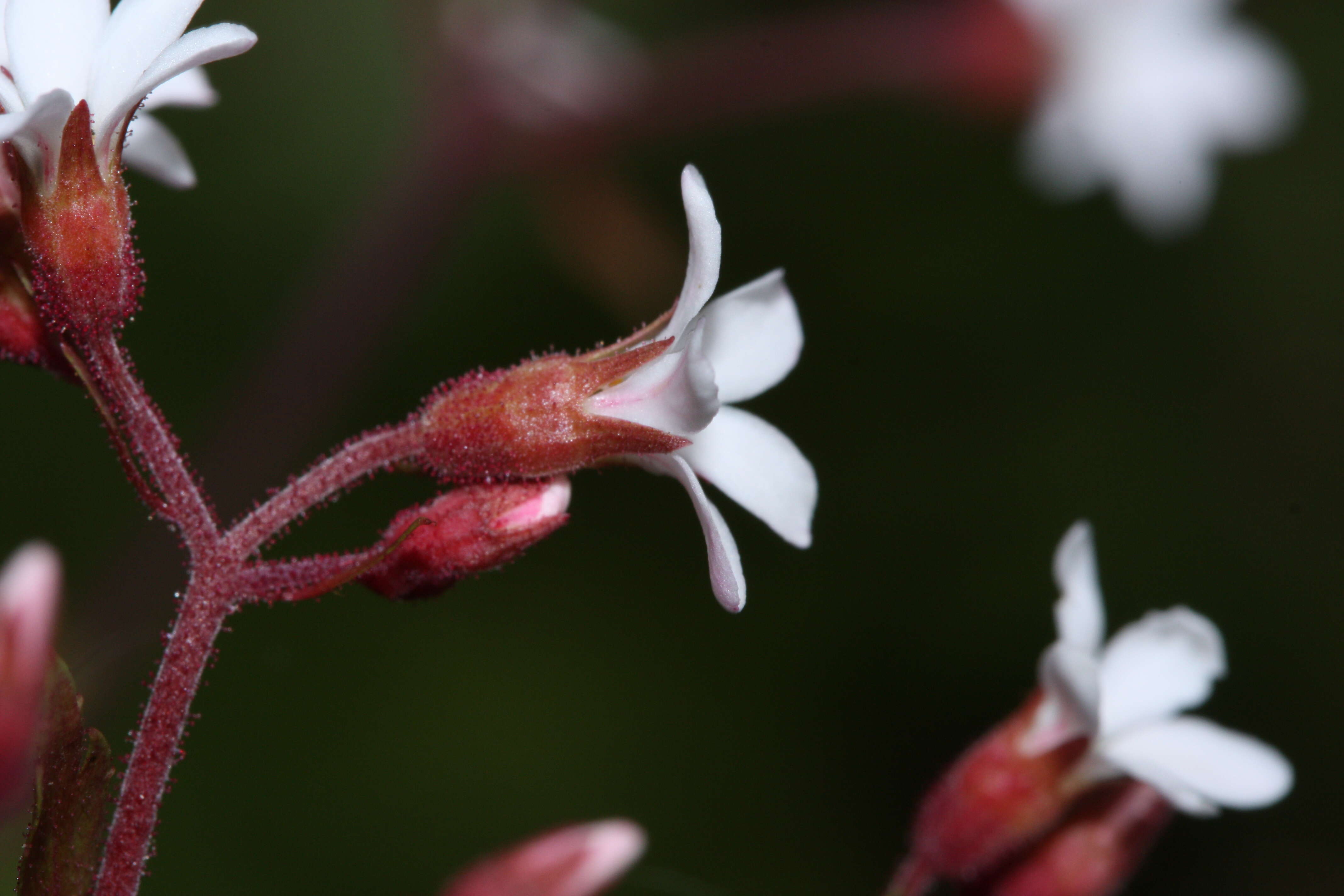 Image of coastal brookfoam