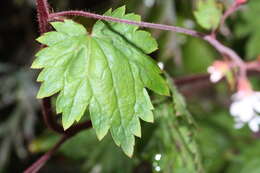 Image of coastal brookfoam