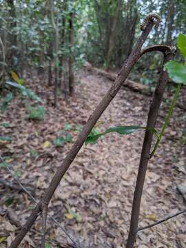 Image of <i>Arthrophaga myriapodina</i>