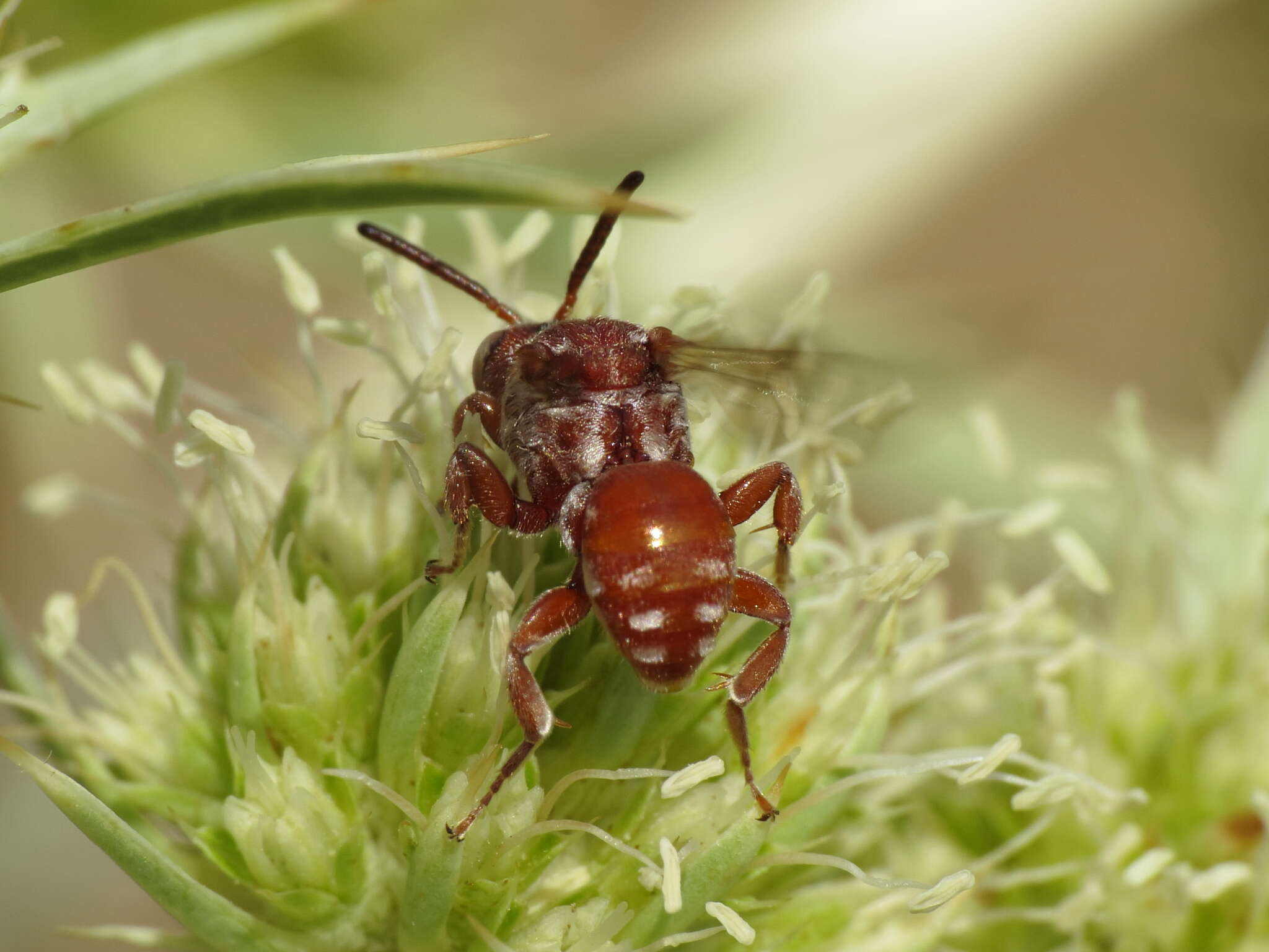 Image of Pasites maculatus Jurine 1807