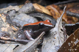 Sivun Abavorana luctuosa (Peters 1871) kuva