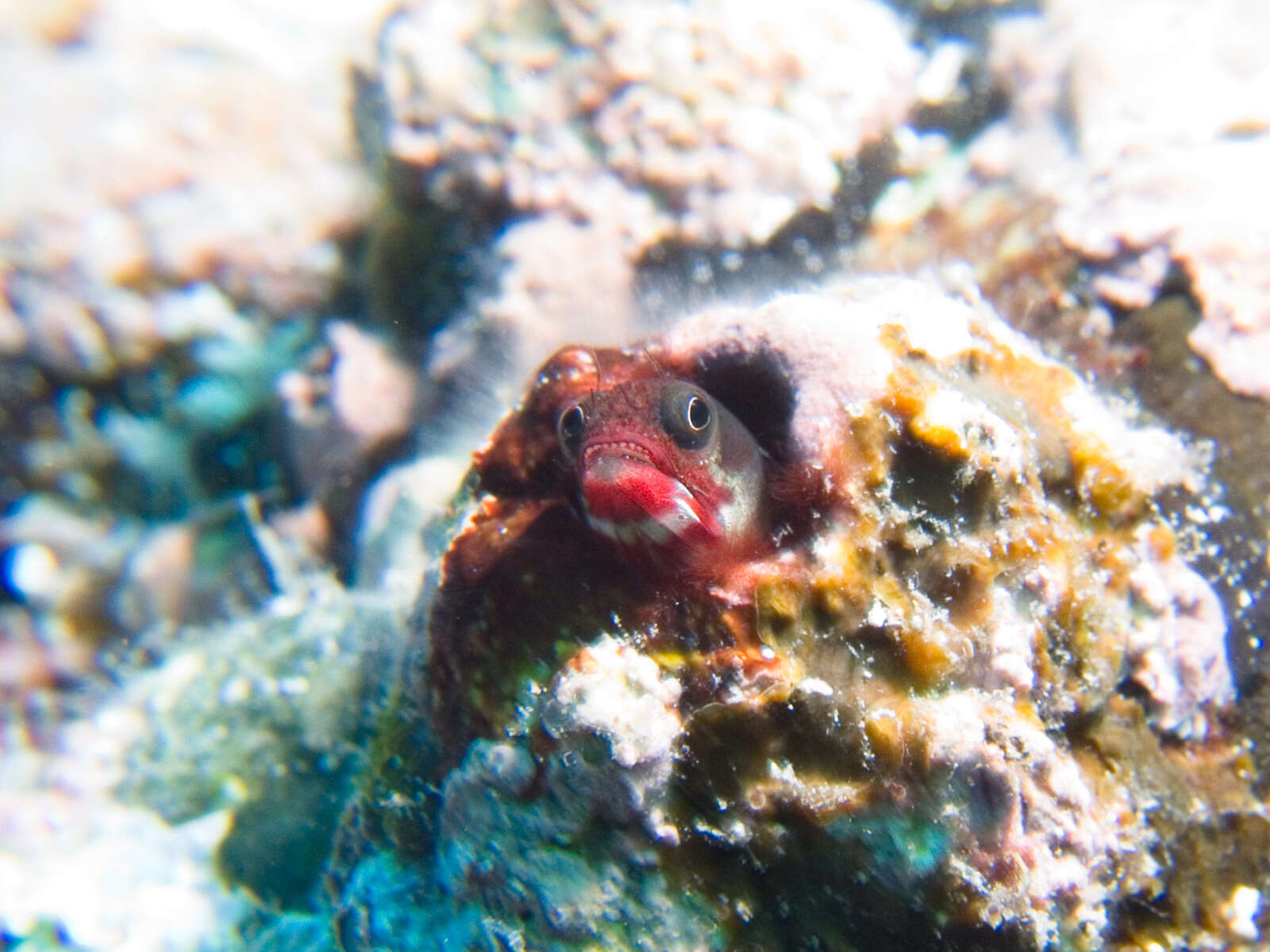 Image of Clubhead Barnacle Blenny