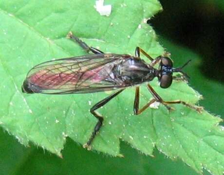 Image of Dioctria hyalipennis (Fabricius 1794)