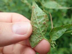 Image of Puccinia polygoni-amphibii Pers. 1801