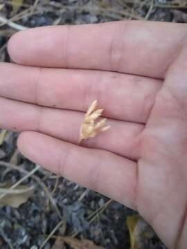 Image of parasitic ghostplant