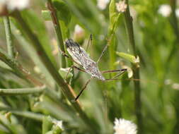 Image of Zelus tetracanthus Stål 1862