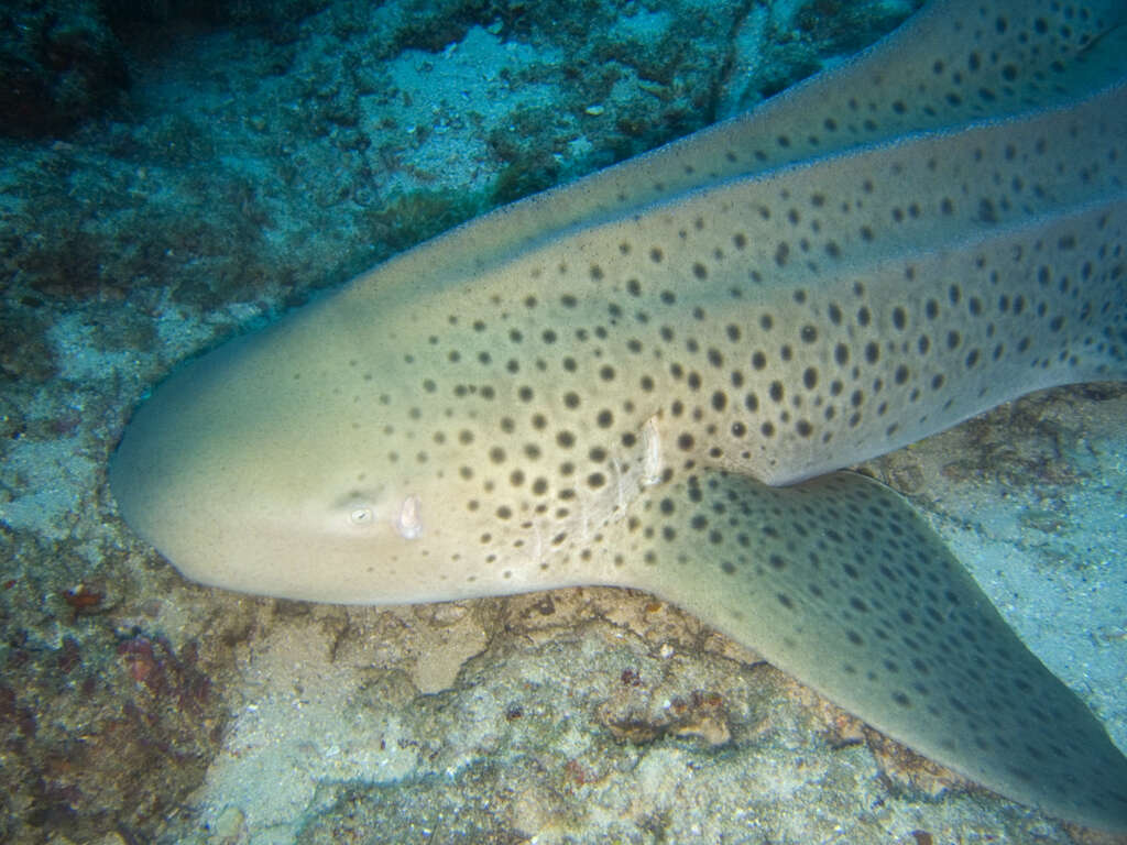 Image of zebra sharks