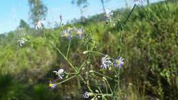 Image of scaleleaf aster