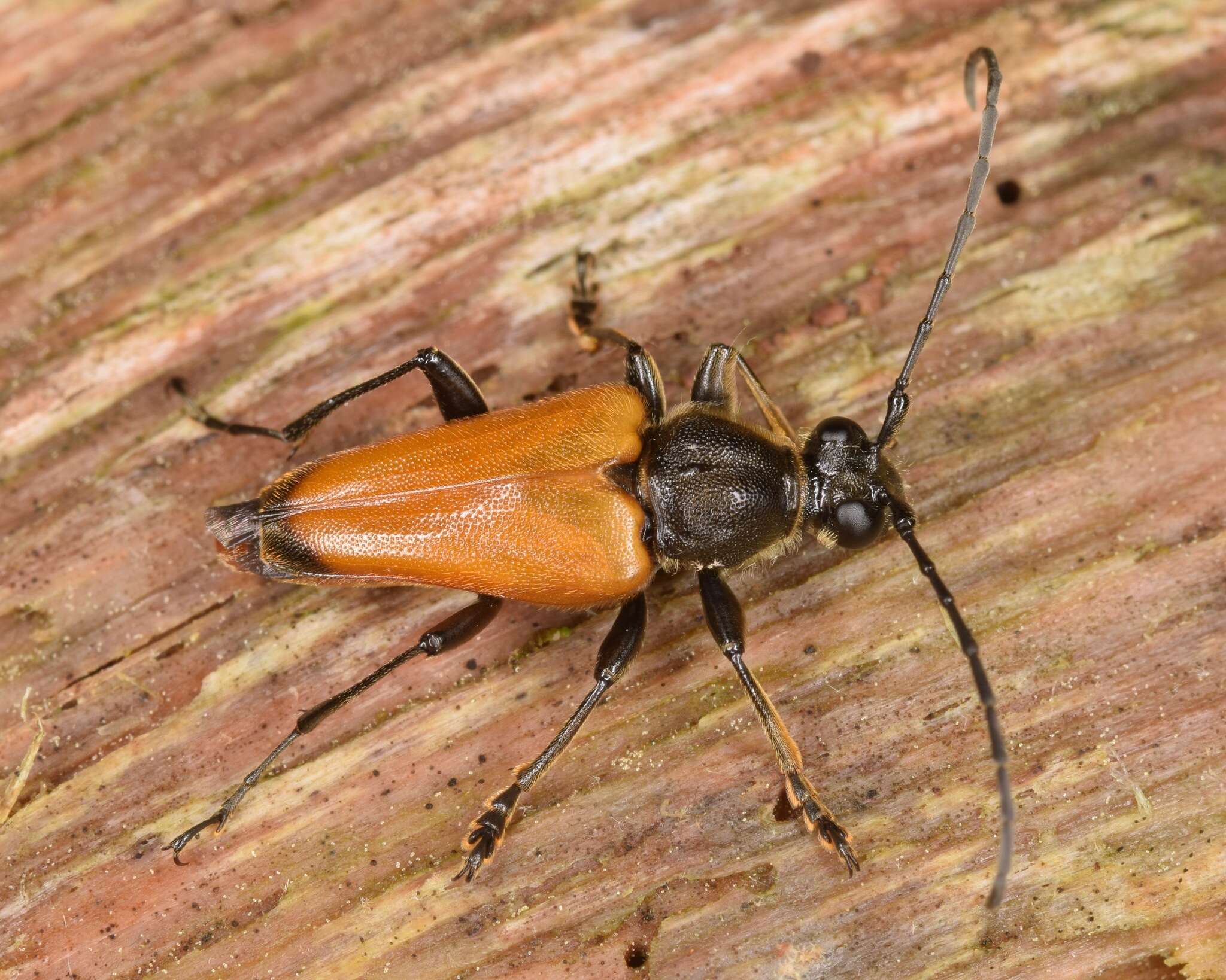 Sivun Trigonarthris atrata (Le Conte 1850) kuva