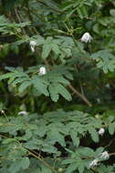 Image of White shuttlecock