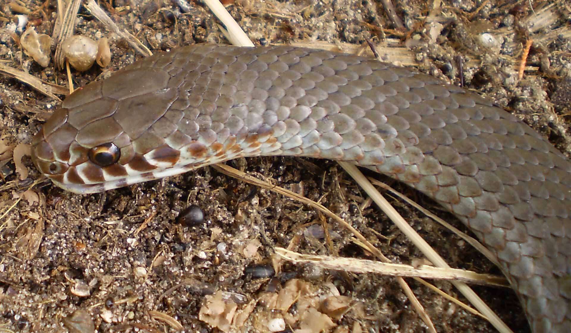 Image of Dwarf Copperhead