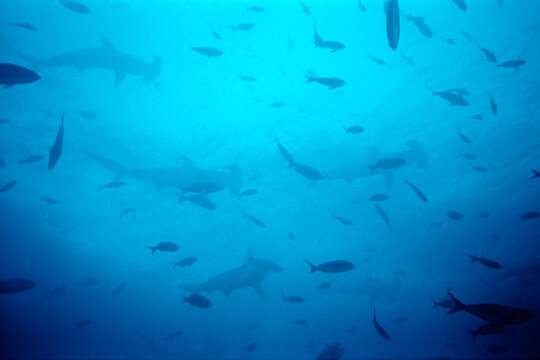 Image of Scalloped Hammerhead