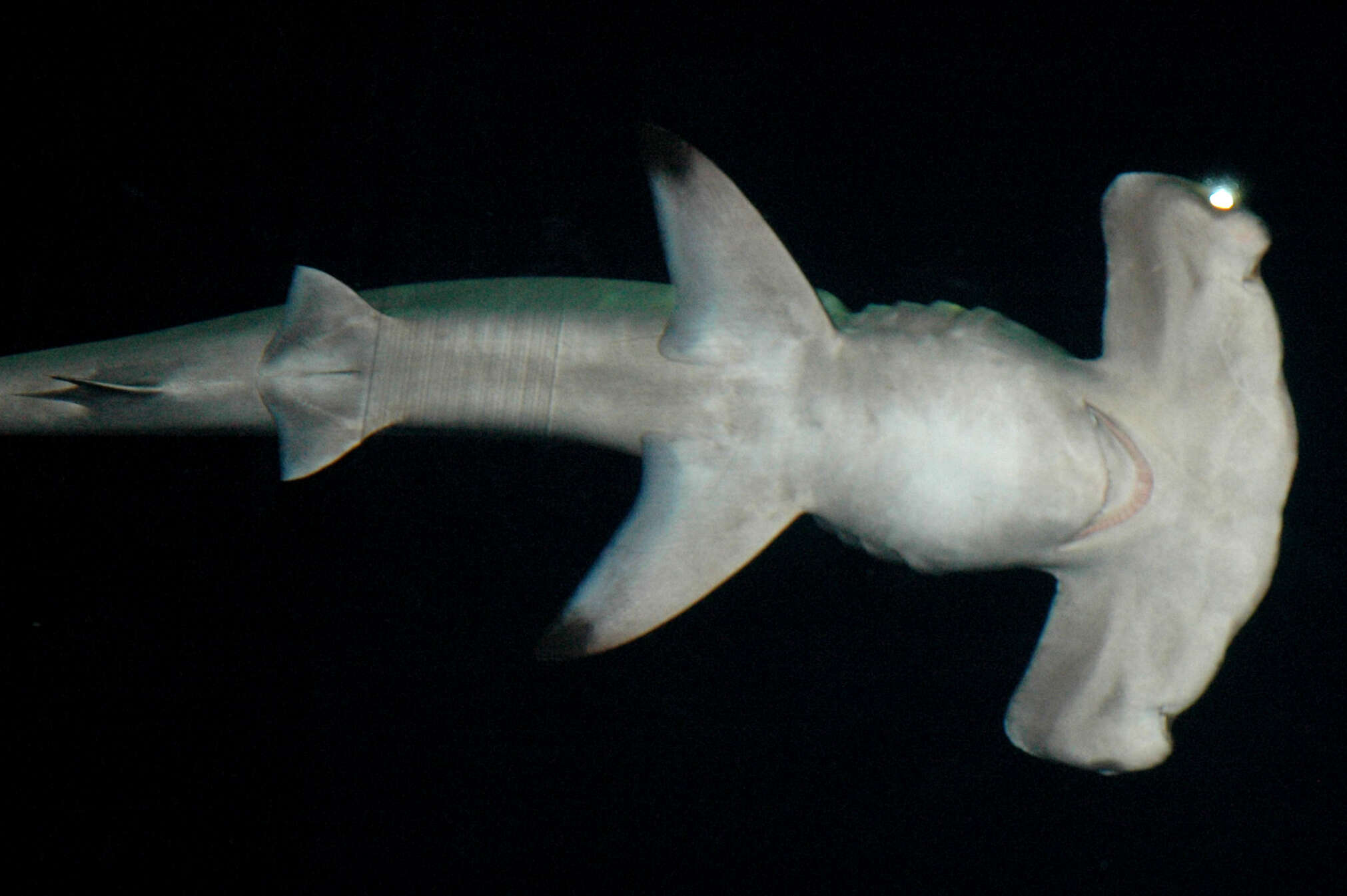 Image of Scalloped Hammerhead