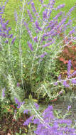 Image of <i>Salvia yangii</i>